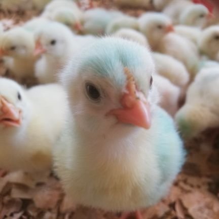 NdiPoultry's profile picture. Novice Poultry Farmer | Unseasoned Bioresources Engineer | UKZN Alumni