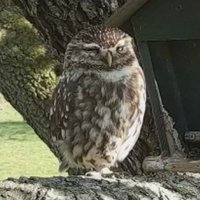 Curt Langston (@langstc1) 's Twitter Profile Photo