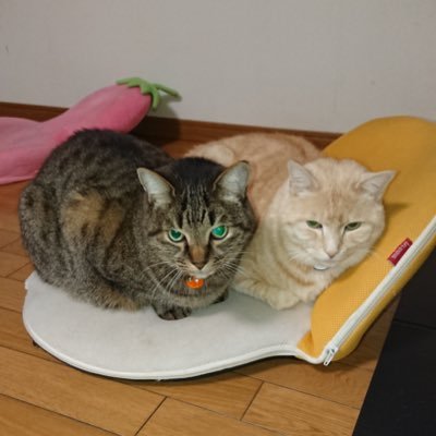 0Ac1sMEbMu3zIBq's profile picture. 神様に生かされた理由を模索中なバツイチ5 0代のオッサンです