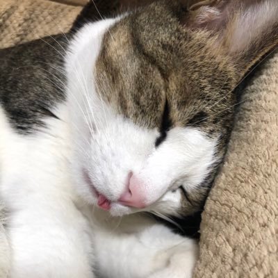 🌾愛はThreadsにて。mobiusuff_breadcatで呟き中。 メビウスにハマってた母ちゃん。無言フォローお許しくださいm(_ _)m うるさかったらブロ解お願いします。後は追いません。 超低浮上。