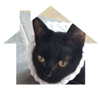 It's important to continue loving it!!
Try anything💜
NIGHTMARE🎶
D🎃仮装、アップサイクル🔰
LEONダックス🌈保護猫🐱黒猫凛♀キジ白Ruka♂
I don't do F4F those without posts!