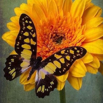 ‏‏كعود زاده الإحراق طيبا🏇 🏇
     💛اعتذر عن أي دعم💛
            حساب خاص