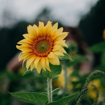 subhashsingh's profile picture. 