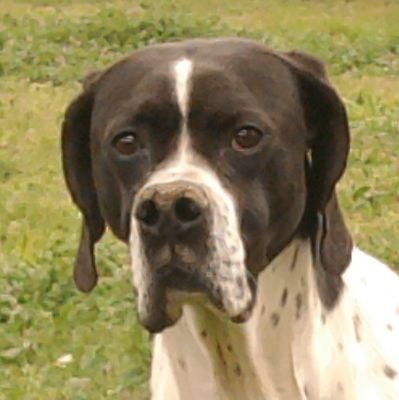 Rouquirolas's profile picture. La ignorancia y la incultura están sobrevaloradas.