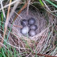 Moorman (@houndtrail) 's Twitter Profile Photo Moorman (@houndtrail) 's Twitter Profile Photo