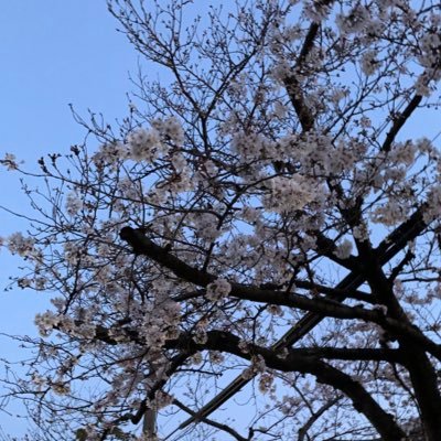 naopoyo0217's profile picture. 