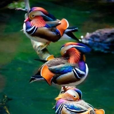 GC_ArKAb's profile picture. 