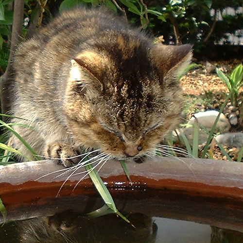 全力疾走したり、オペラ観たり、山に入ったり、麻雀打ったり、ケータイいじったり、鉄塔を辿ったり、本を読んだり、旅に出たりしています。なう。