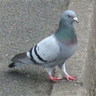 - Pigeon
- Bouffon
- Loser