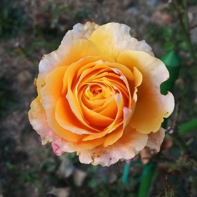 alloqedd's profile picture. 