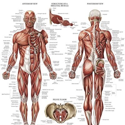 大学生が、暇に任せて解剖学を復習した足跡を残していきます @KU_physiologyは生理学ですね