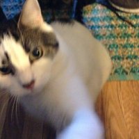 not_conceding (@seeingthisthru) 's Twitter Profile