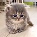 😺AN!KI's cats Vivi ฅ^._.^ ฅ🐱✰ (@aniki_s_cats) Twitter profile photo 😺AN!KI's cats Vivi ฅ^._.^ ฅ🐱✰ (@aniki_s_cats) Twitter profile photo