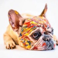 Bedsforpets 💖💖💖💖 (@bedsforpetsbest) 's Twitter Profile