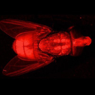 We study genes that determine sex in insects and use this knowledge to develop strains for genetic control of pests.All views are our own.