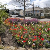 Killarney Tidy Towns (@killarneytidy) 's Twitter Profile