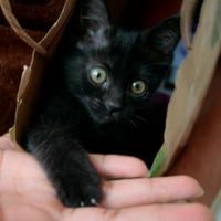 México Adopta (@mexicoadopta) 's Twitter Profile