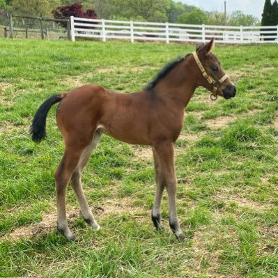 Running Springs is the home of The Van Slyke family. We breed registered SimAngus Cattle, Registered Quarter horses, and run an equine boarding facility!