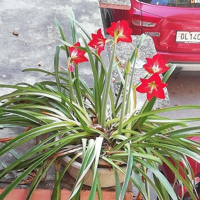 arung52's profile picture. Trade expert. Consultant, writer,  publisher, author,  researcher and adviser on WTO, exports and imports. Heads Independent office.