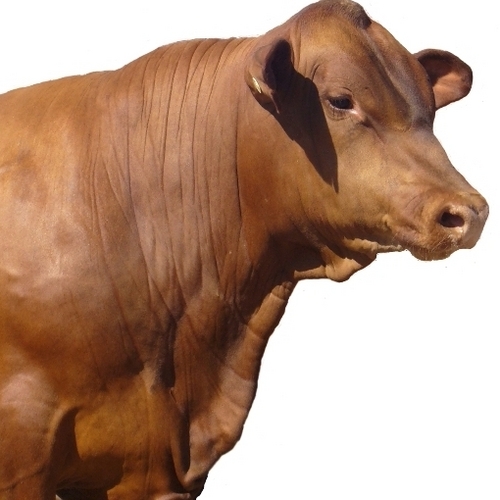 Experienced & qualified Breeder supplying Composite Bulls for efficient production of quality beef from cattle in Northern Australia.Popplewell Composites