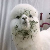 tuzihuo (@tuzihuo1) 's Twitter Profile Photo tuzihuo (@tuzihuo1) 's Twitter Profile Photo