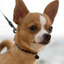 WeLoveChihuahua's profile picture. Everything you need to know about Aggression, Anxiety, Barking, Biting, Jumping… a great resource for Chihuahuas loving owners!