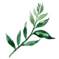 Plant Care Club(@PlantCareClub) 's Twitter Profile Photo