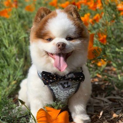 I’m Donald Ducky Pom from HB! 🐶 I love snow, the beach and the park! I’m a model and love dressing up!!! instagram: Donaldducky2009