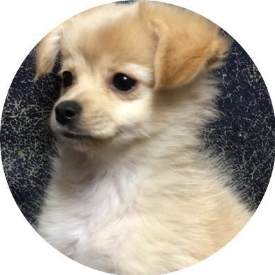 jonny_7022's profile picture. 生物教員/SB卒/犬好き/無言フォロー歓迎/無言フォロー失礼します/何かあればDMへ