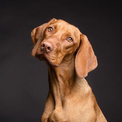 Pets are our family. We provide all essential information which are useful to know your pet in a better way because healthy pets are happy pets.