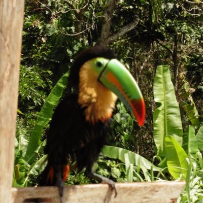 CShield11553522's profile picture. 