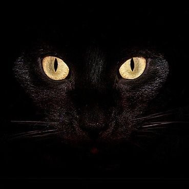 chrscrsh's profile picture. 👨‍👩‍👧‍👦 Proud dad & husband | 👨‍💻 Passionate developer | 💫 Advocating for science, technology, and truth.