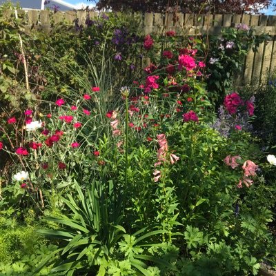 Passionate about gardening ,my allotment and novice dog owner