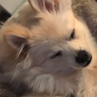 dogmah74's profile picture. trying to survive life.