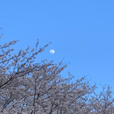 しいたけごはん。さんのプロフィール画像