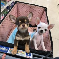 チワワ•*¨*•.¸♬︎ マイペースで穏やかな性格のチワワちゃん🐶💓‪ 普段は大人しめの‬
