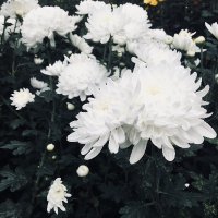 Myc (@myclynjnd) 's Twitter Profile