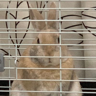 usappi_pippi's profile picture. 