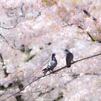 u-yu (@unao59440468) 's Twitter Profile