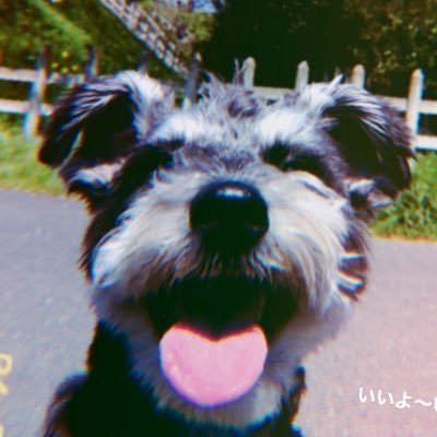 ミニチュアシュナウザーのムギ♂ 2018/5/1生まれ🐶 モヒカンがトレードマークのやんちゃボーイ🎉

Miniature Schnauzer 'Mugi', born May 1, 2018,♂
He is a mischievous dog with a Mohican as his trademark.
