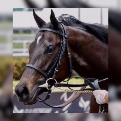 De Luca & Sons Stables Inc Profile