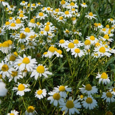 Experta en riesgos ambientales. Naturópata. Monitora de reflexoterapia. Aromatóloga, siguiendo al colegio internacional de aromaterapia de Dominique Baudoux.