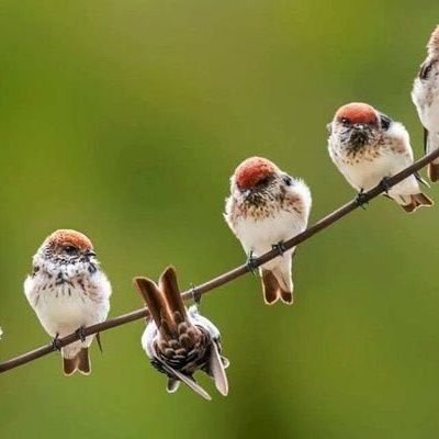 hrsynsp's profile picture. Bi durum yok...