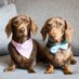 Edith & Reggie the Dachshunds (@ediesausage) Twitter profile photo