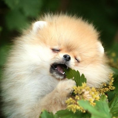 shuya_namaniku's profile picture. 