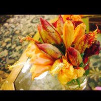النورس (@alnawras62) 's Twitter Profile