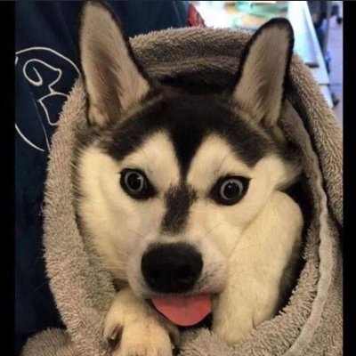 Comeputergeek's profile picture. I am a casual gamer. I play games like Minecraft (bedrock and java, fight me), Destiny 2, Undertale, rust, and Hollow knight