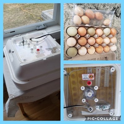 Since we are away from school during this time it doesn’t mean we can’t still hatch baby chicks. I was able to bring home all I need to hatch chicks from home🐣