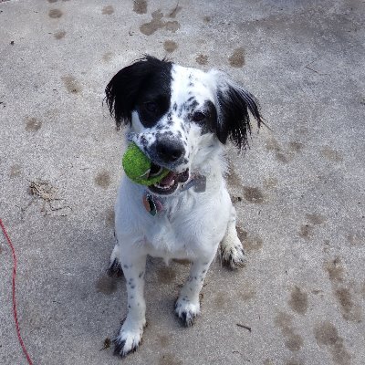 English Setter mix- Ma calls me Spotty McSpottyPants BOL! Imma cutie! Love squeekie toys, chasing squizzers, treats, & walkies. Dad sez Iz queen of da manor.