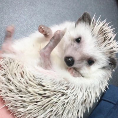 好きなもの、オカメインコ、アカハライモリ、クサガメ、ハリネズミ、息子がたまに作ってくれる料理、青春18切符の旅、スキューバダイビング、自転車、山、八昌のお好み焼き、海に浮かぶこと、銭湯、月下美人。子ども2人と暮らしています。#脱原発#憲法9条を守りたい